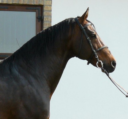 Tórnörökös
